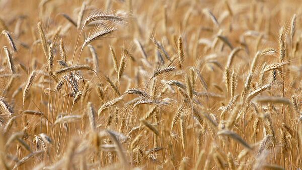 Пшеничное поле - Sputnik Afrique
