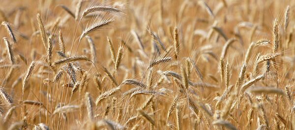 Пшеничное поле - Sputnik Afrique