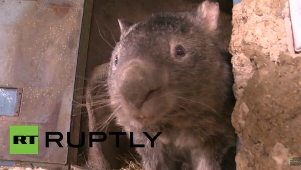 Patrick, le wombat le plus vieux du monde - Sputnik Afrique