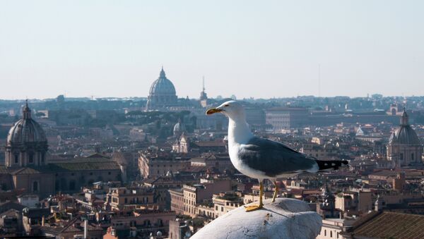 Чайка на крыше дома в Риме 5 апреля 2014 - Sputnik Afrique