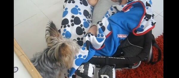 Un chien joue les baby-sitters - Sputnik Afrique