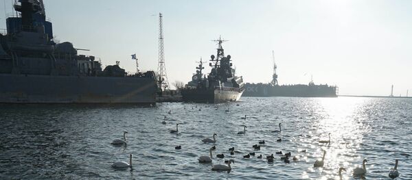 Зимовка стаи лебедей в военной гавани города Балтийска - Sputnik Afrique