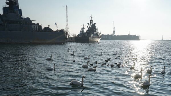Зимовка стаи лебедей в военной гавани города Балтийска - Sputnik Afrique