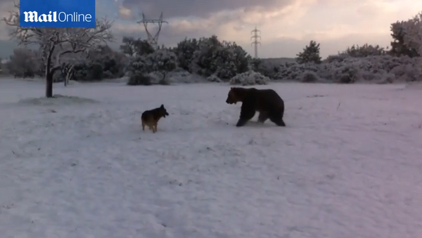Un ours joue dans la neige - Sputnik Afrique