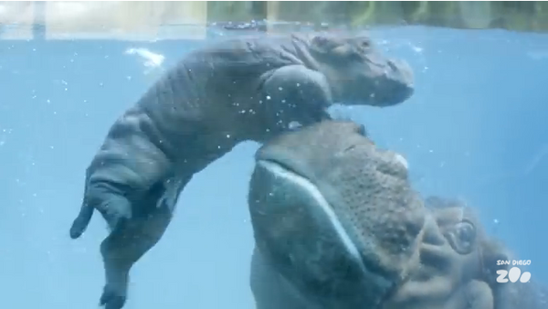 Cours de natation pour bébé hippo - Sputnik Afrique