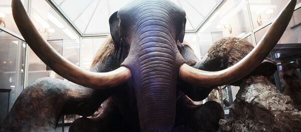Зоологический музей - Sputnik Afrique