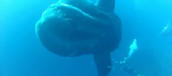 Un poisson-lune géant - Sputnik Afrique