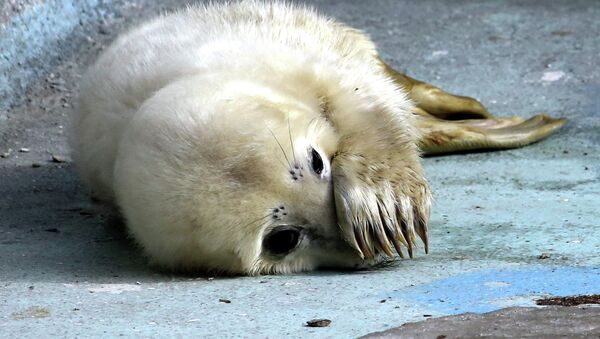 Прибавление в семействе серых тюленей калининградского зоопарка - Sputnik Afrique