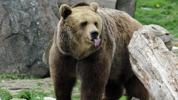 Grizzly Bear Rescue & Education Sanctuary in Bozeman, Montana - Sputnik Afrique