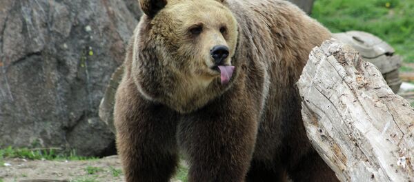 Grizzly Bear Rescue & Education Sanctuary in Bozeman, Montana - Sputnik Afrique