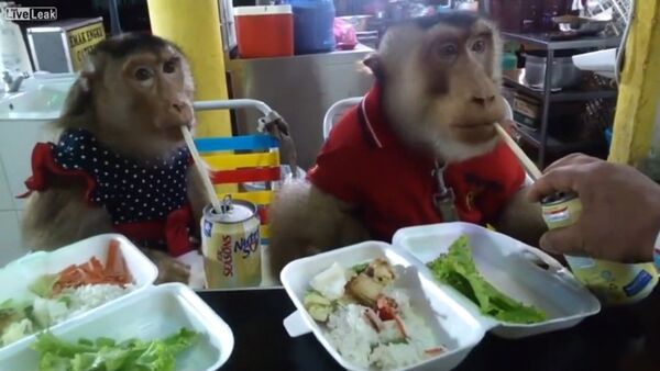 Deux petits singes ouvrent un fast-food - Sputnik Afrique