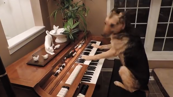 Un chien joue du piano - Sputnik Afrique