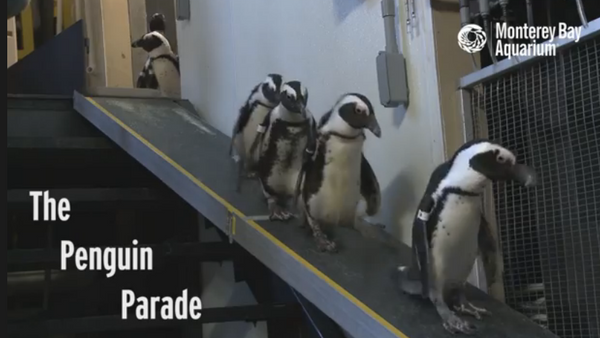 Parade de pingouins - Sputnik Afrique