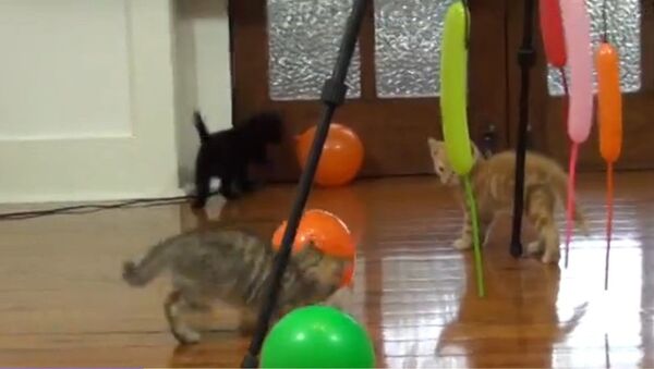 Des chats s'amusent avec des ballons - Sputnik Afrique