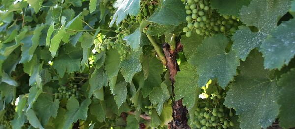 Виноградники в Крыму - Sputnik Afrique