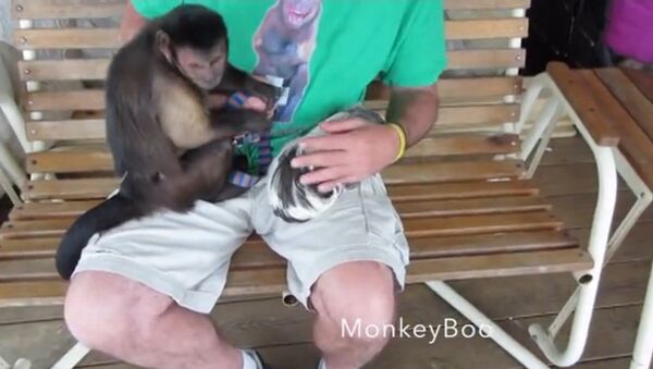 Un singe fait la connaissance  avec un cochon d'Inde - Sputnik Afrique