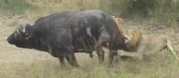 Un buffle chasse deux lions - Sputnik Afrique