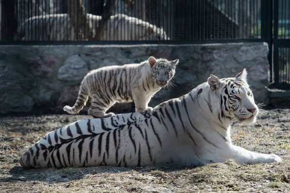 Les charmants tigres du Bengale blancs du zoo de Novossibirsk - Sputnik Afrique