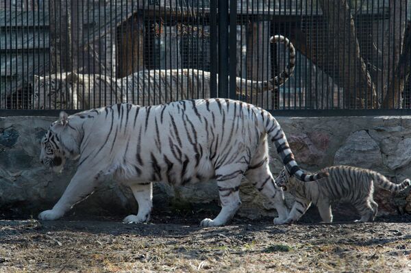 Les charmants tigres du Bengale blancs du zoo de Novossibirsk - Sputnik Afrique