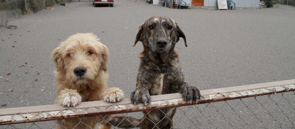 Il adopte des chiens pour leur assurer une vieillesse heureuse Il adopte des chiens pour leur assurer une vieillesse heureuse - Sputnik Afrique