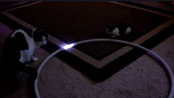 Des chatons impressionnés par un cerceau lumineux - Sputnik Afrique