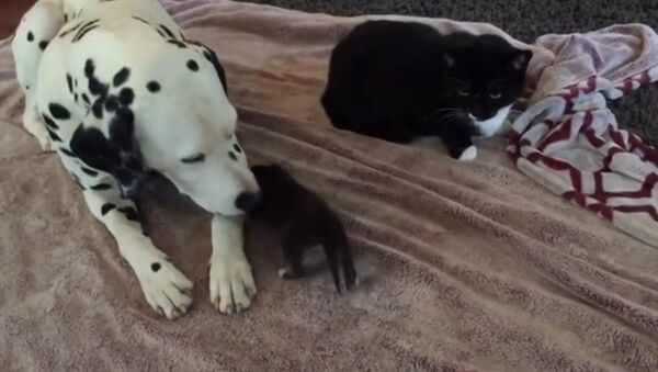 Un chaton en compagnie d'un dalmatien - Sputnik Afrique