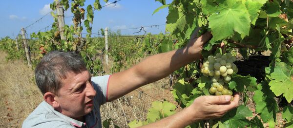 Сбор урожая винограда в Крыму - Sputnik Afrique