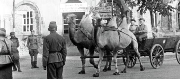 Верблюды, прошедшие путь от Сталинграда до Берлина - Sputnik Afrique