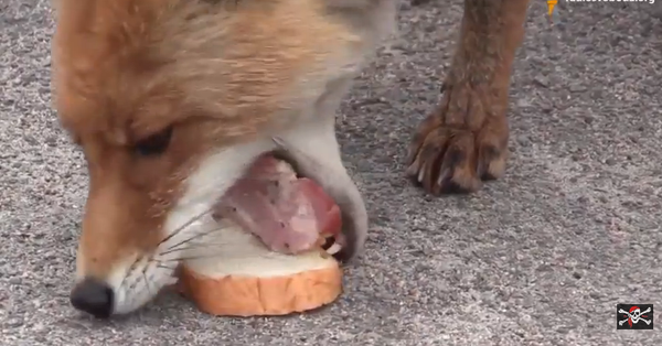 Un renard de Tchernobyl se fait des sandwichs - Sputnik Afrique