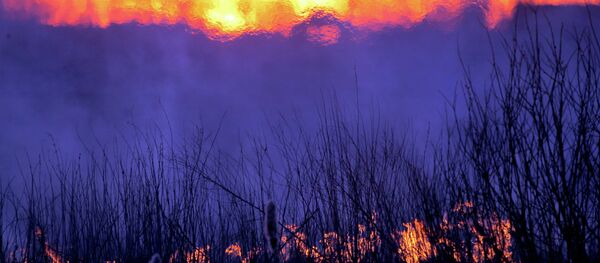 The Gomel Region -- part of the Chernobyl nuclear power plant exclusion zone - Sputnik Afrique