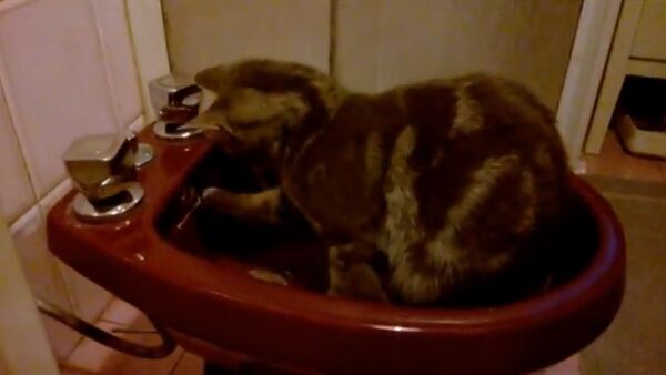 Un chat cherche la provenance d'une source d'eau - Sputnik Afrique