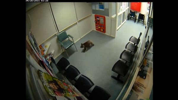 Un coala curieux visite un hôpital - Sputnik Afrique