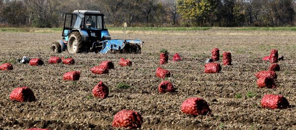 Сбор овощей в фермерском хозяйстве в Приморском крае - Sputnik Afrique