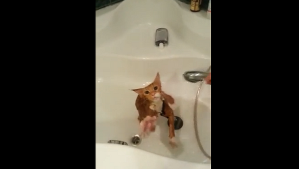 Un chat chanteur prend sa douche - Sputnik Afrique