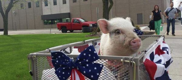 Giggles the Pig for Flint Mayor - Sputnik Afrique