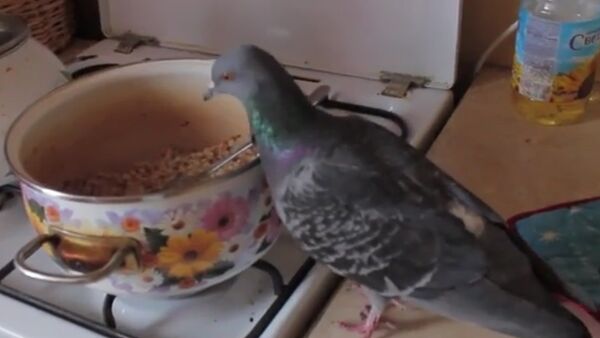 Un pigeon affamé fait la loi dans une cuisine - Sputnik Afrique