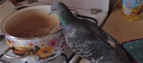 Un pigeon affamé fait la loi dans une cuisine Un pigeon affamé fait la loi dans une cuisine - Sputnik Afrique