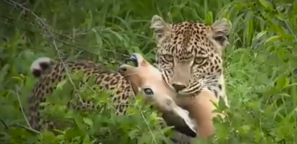 Un léopard attaque un petit impala - Sputnik Afrique