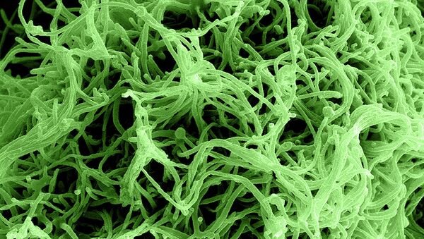 Ebola Virus Particles - Sputnik Afrique
