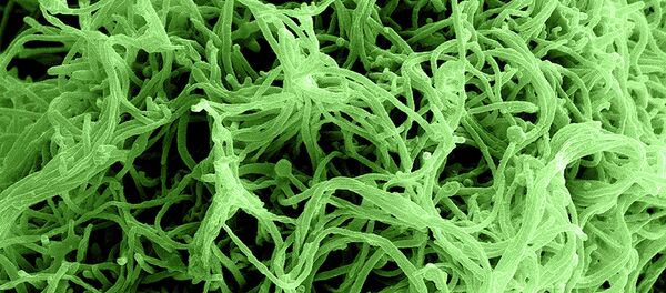 Ebola Virus Particles Ebola Virus Particles - Sputnik Afrique