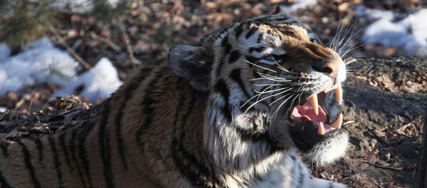 Tigre de Sibérie Tigre de Sibérie - Sputnik Afrique