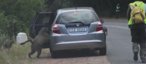 Des babouins voleurs de pizza Des babouins voleurs de pizza - Sputnik Afrique