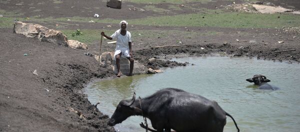 An Indian man sits under the hot sun next to his cattle on the outskirts of Hyderabad on May 25, 2015 - Sputnik Afrique
