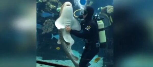 Les requins ont besoin de câlins - Sputnik Afrique