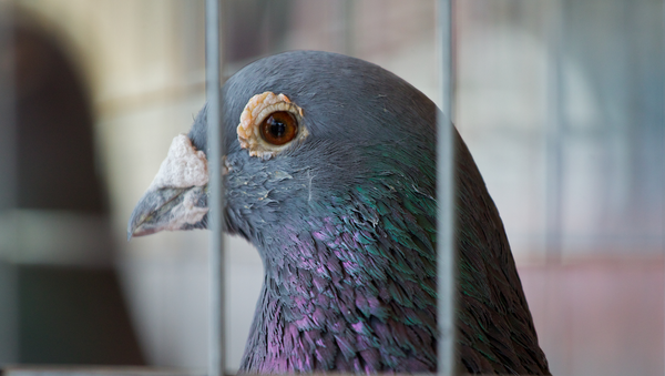 Pigeon - Sputnik Afrique