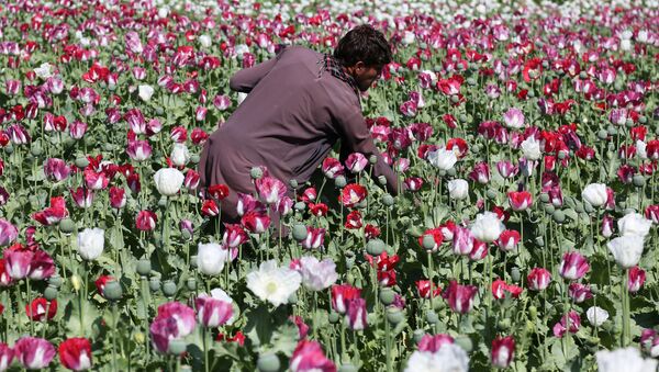 An Afghan farmer works on a poppy field collecting the green bulbs swollen with raw opium, the main ingredient in heroin. - Sputnik Afrique