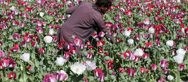An Afghan farmer works on a poppy field collecting the green bulbs swollen with raw opium, the main ingredient in heroin. - Sputnik Afrique