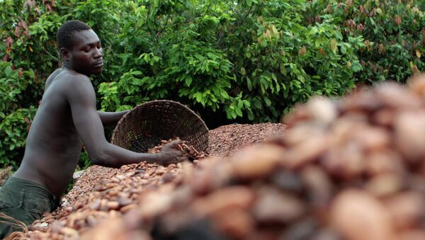 In this photo taken Tuesday, May 31, 2011, farmer Issiaka Ouedraogo arranges cocoa beans, laid out to dry on reed mats, on a cocoa farm outside the village of Fangolo, near Duekoue Ivory Coast. - Sputnik Afrique