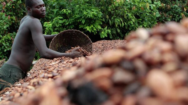 In this photo taken Tuesday, May 31, 2011, farmer Issiaka Ouedraogo arranges cocoa beans, laid out to dry on reed mats, on a cocoa farm outside the village of Fangolo, near Duekoue Ivory Coast. - Sputnik Africa