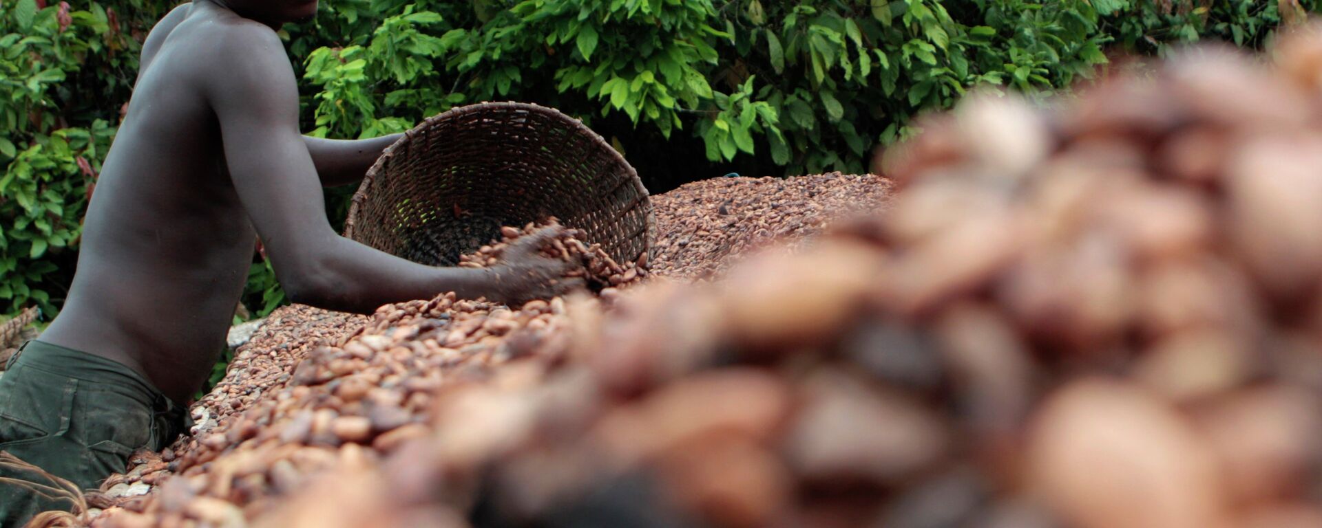 In this photo taken Tuesday, May 31, 2011, farmer Issiaka Ouedraogo arranges cocoa beans, laid out to dry on reed mats, on a cocoa farm outside the village of Fangolo, near Duekoue Ivory Coast. - Sputnik Africa, 1920, 12.05.2023